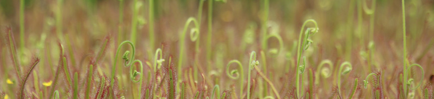 semillas Drosera