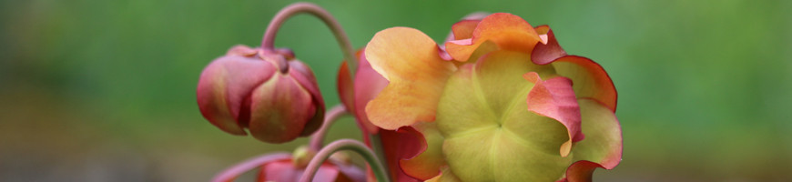Graines de Sarracenia