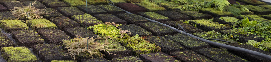 Growing techniques | Sowing, substrate, watering