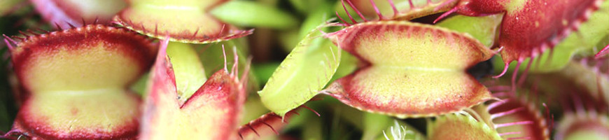Dionaea muscipula: consejos para su cuidado y cultivo