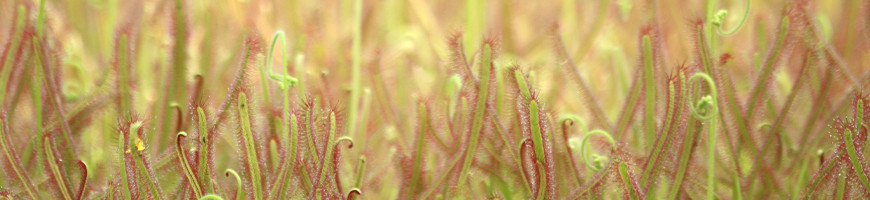 Drosera (sundew): cultivation, care and tips