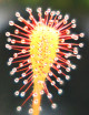 Drosera (rossolis)