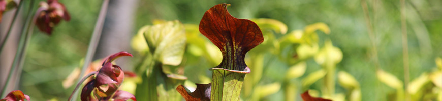 Sarracenia (carnivorous plants with pitchers)