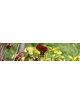 Sarracenia (plantas carnívoras con forma de jarra)