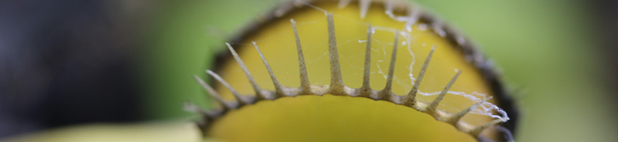 Why is my carnivorous plant dying?
