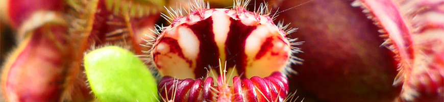 Cephalotus follicularis : culture, entretien et FAQ