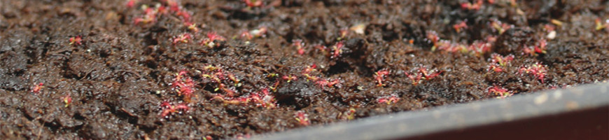 Sowing carnivorous plants: a complete guide