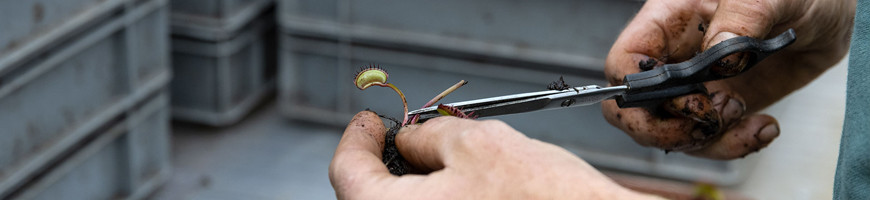 Common mistakes with carnivorous plants