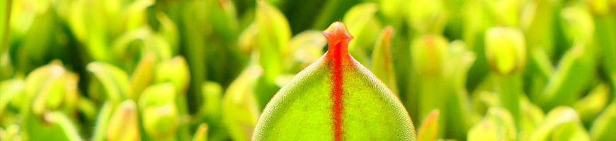 Heliamphora