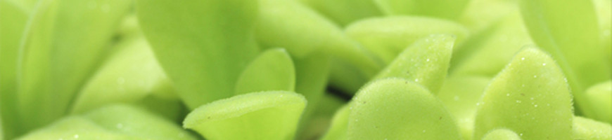 Pinguicula (Grassette): mantenimiento, riego y cultivo