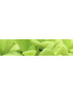Pinguicula (Grassette)