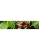 Nepenthes (plantas pulpares)