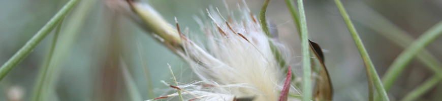 Graines de Tillandsia | Semis et culture de plantes aériennes