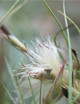 Graines de Tillandsia