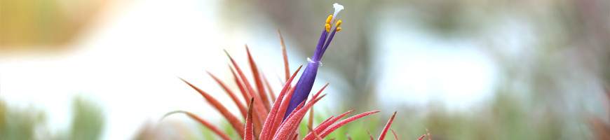 Tillandsia (Filles de l’air) : culture, entretien et conseils