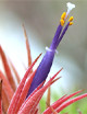 Tillandsia (Plantas aéreas)