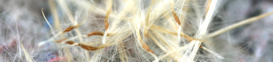 Siembra de semillas de Tillandsia: ¿cómo cultivar con éxito tus semillas?