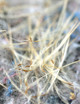 Graines de Tillandsia : comment réussir vos semis ?