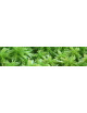 Live Sphagnum Moss (Sphagnum cristatum)