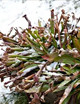 Overwintering carnivorous plants: dormancy and best practices