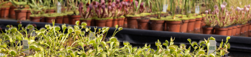 Which carnivorous plant should I choose to get started?