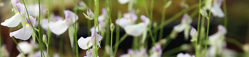 Utricularia: growing and care tips