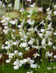 Utricularia (utriculaire)