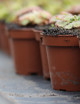 Comment arroser ses plantes carnivores