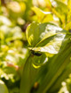 Faut-il nourrir ses plantes carnivores