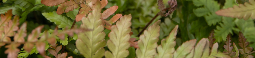 Ferns: growing and care tips