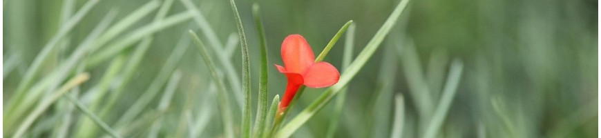 Vente de broméliacées Tillandsia - Filles de l'air