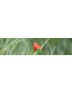 Tillandsia