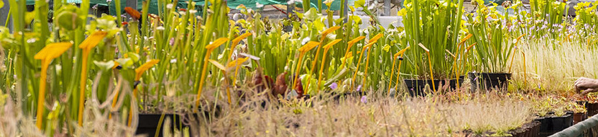 Plantas carnívoras: compra, cultivo y especies raras | Carnívoros