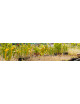 Plantes carnivores
