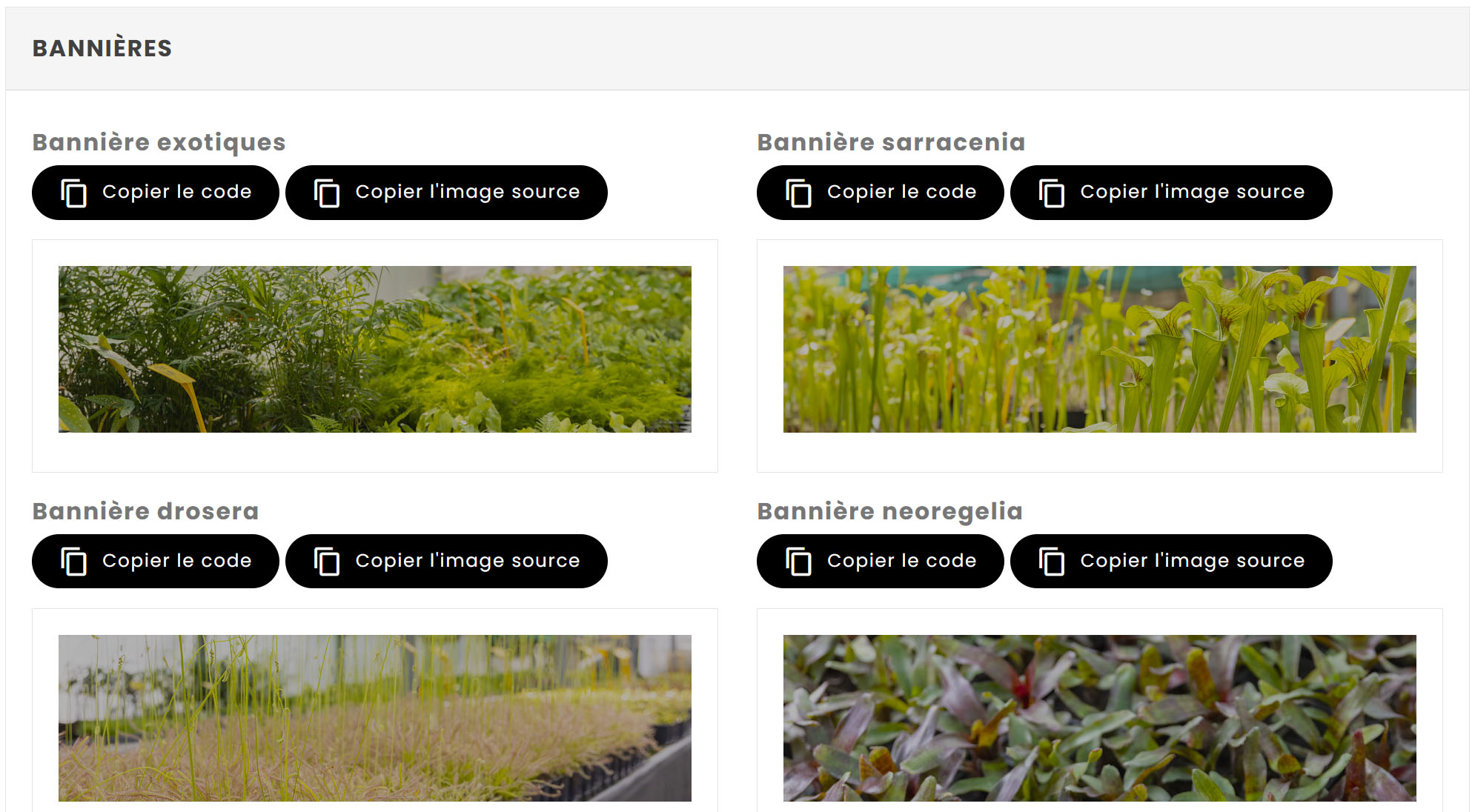 Campagne affiliation plantes carnivores