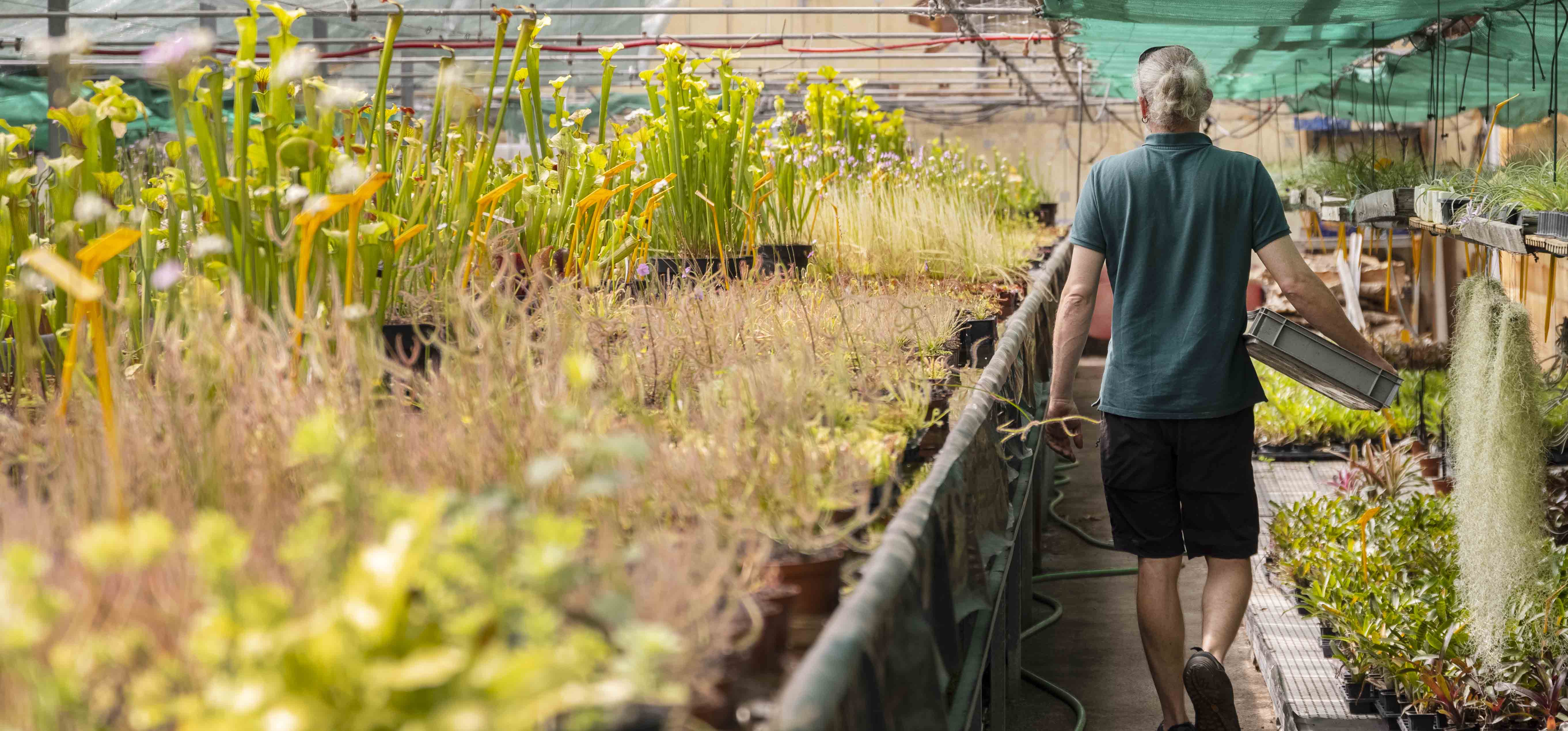 Culture de plantes carnivores dans les serres Karnivores
