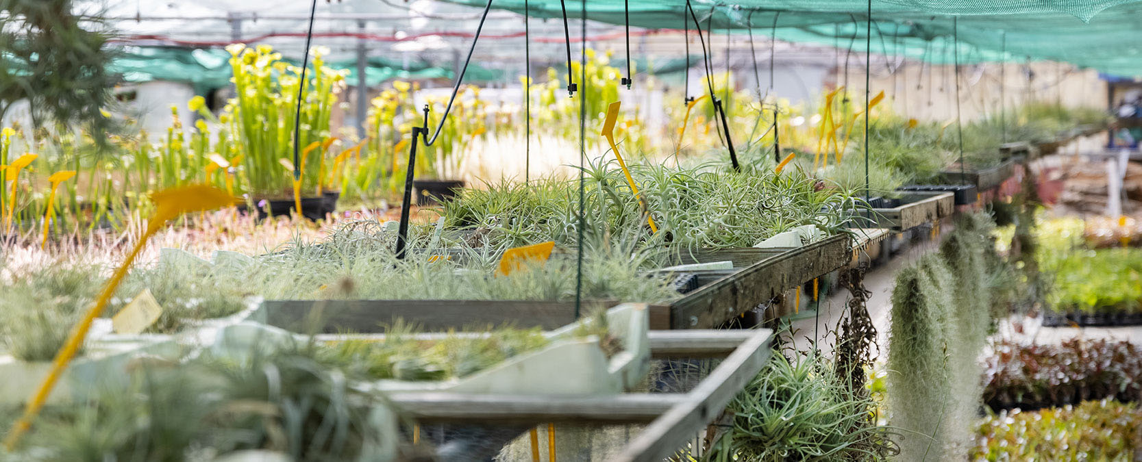 Culture naturelle des plantes chez Karnivores